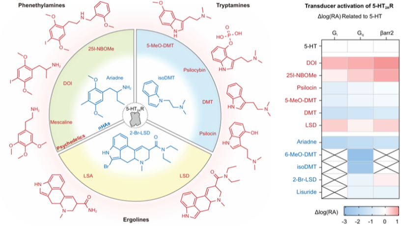 长春应化所在致幻剂作用机制研究方面取得突破性进展
